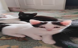 Mixed Breed cats for sale: 5 lovely kittens - Image 12