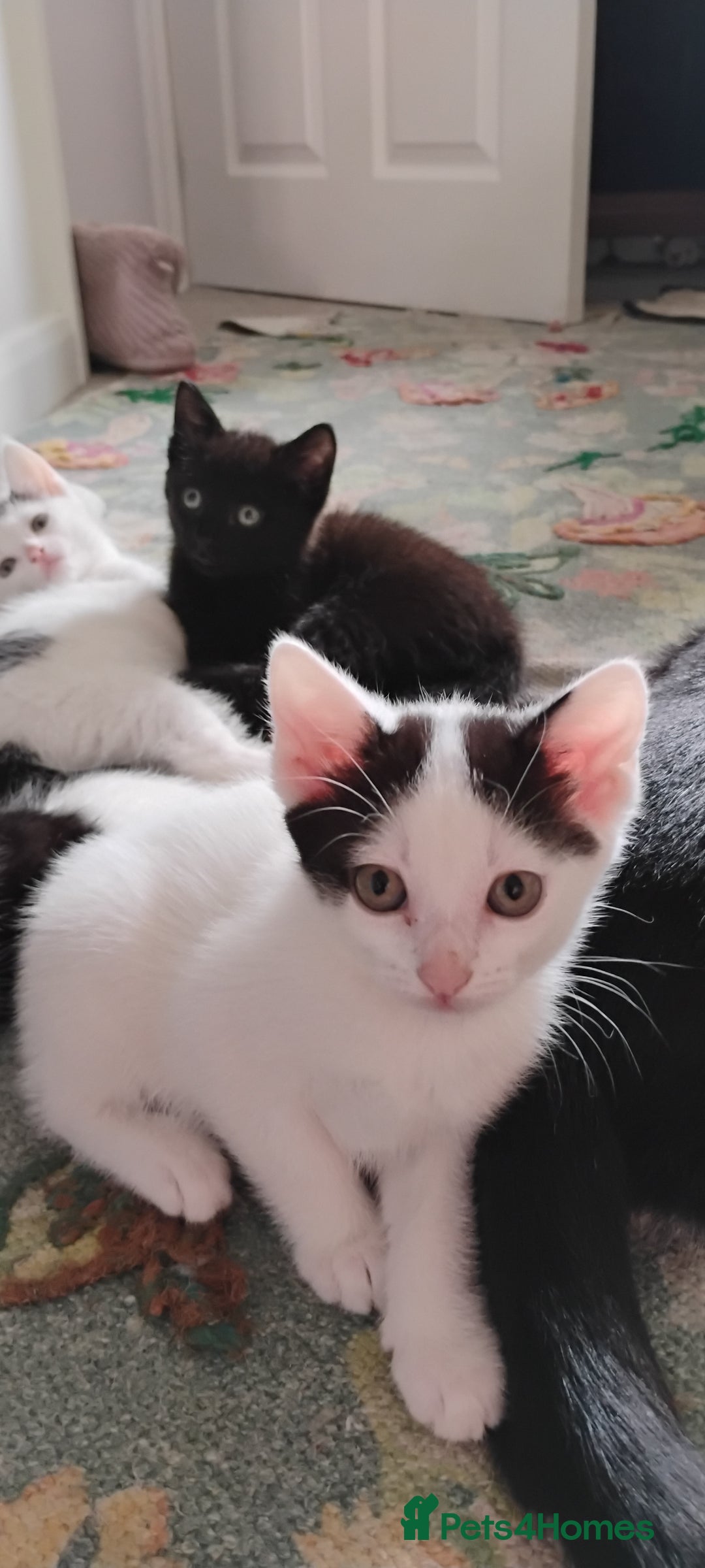 Mixed Breed cats for sale: 5 lovely kittens - Image 12