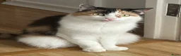 Mixed Breed cats for sale: Cat for sale  in London - Advert 6