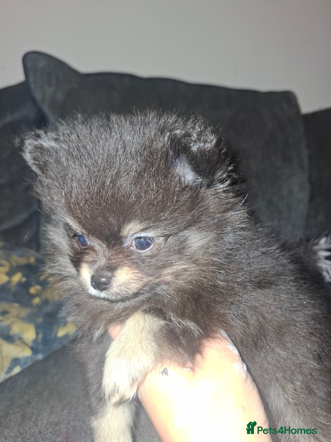 Pomeranian dogs for sale: Ready to leave last blk & tan & wlf sable boy - Advert 13