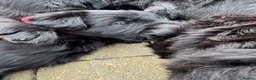 Mixed Breed dogs for sale: Bouvier Des Flanders / Giant Schnauzer  - Advert 21