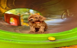Toy Poodle dogs for sale: Adorable Toy Poodle Puppies  - Image 4