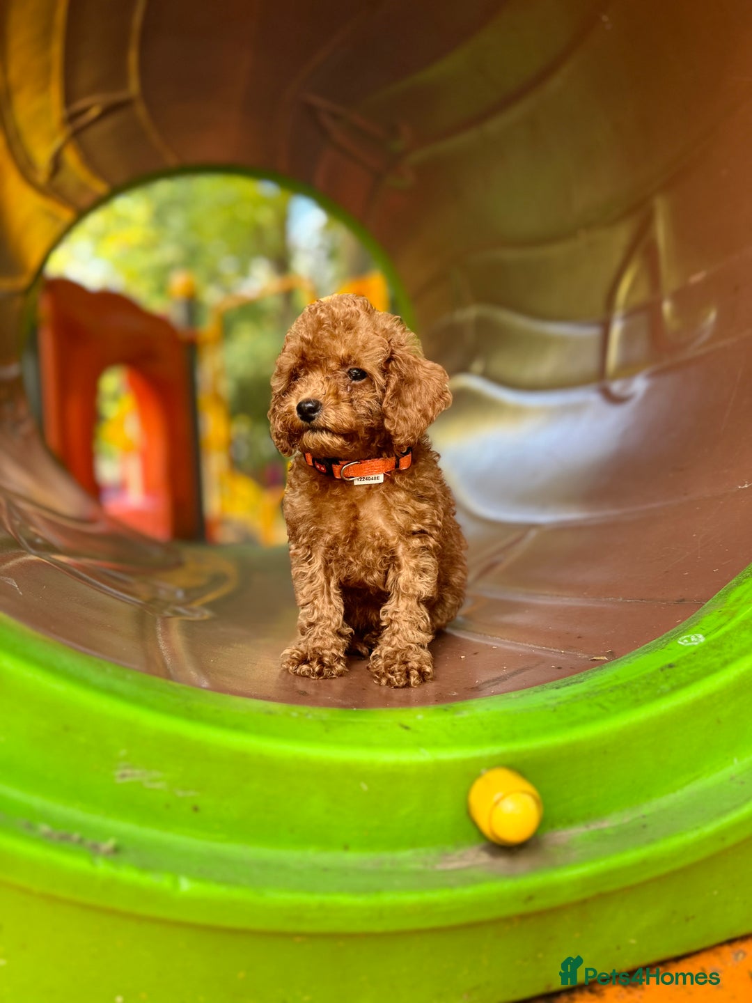 Toy Poodle dogs for sale: Adorable Toy Poodle Puppies  - Image 4