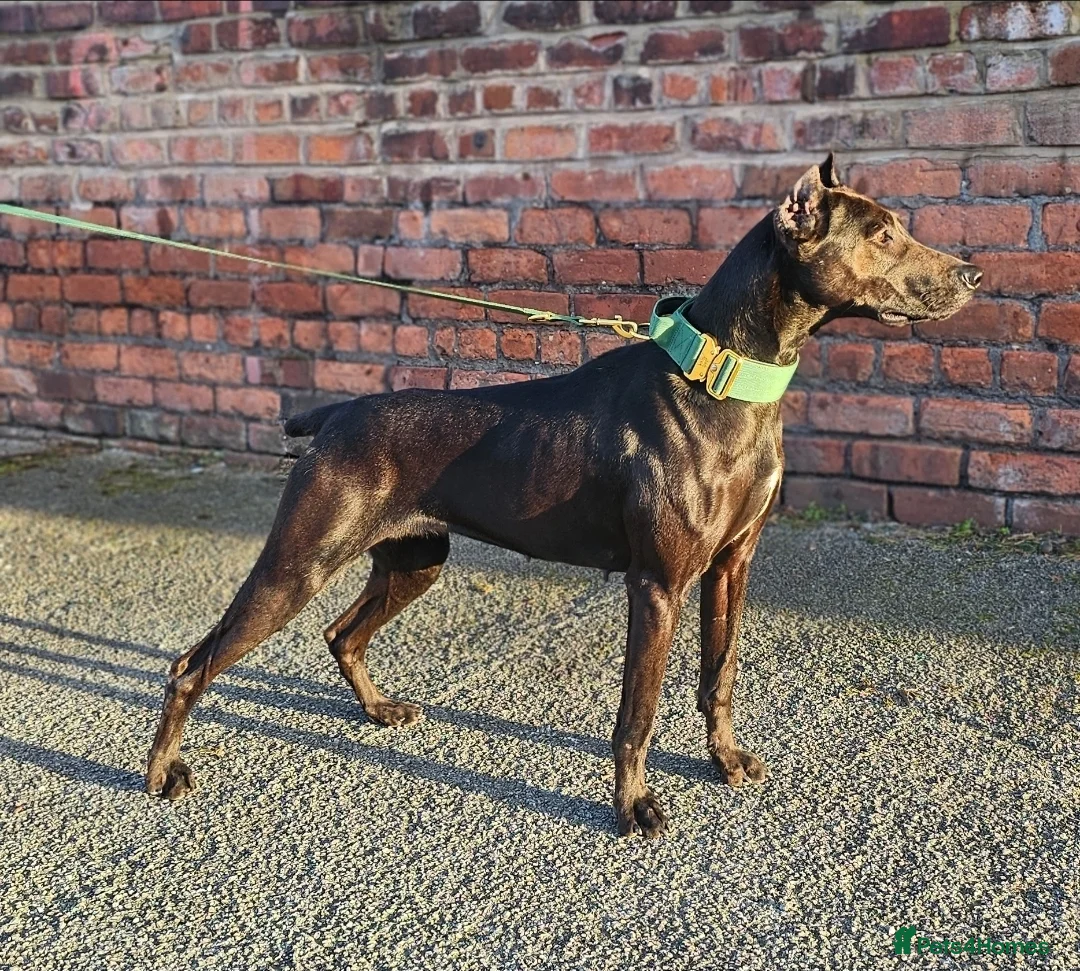 Mixed Breed dogs for sale: Canis Panther Pups - Advert 1