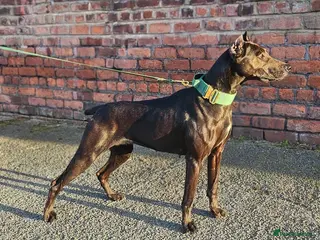 Mixed Breed dogs Canis Panther Pups - Advert 1