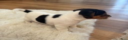 Jack Russell dogs for sale: Very rare merle Jack Russells. Family home raised  - Advert 6