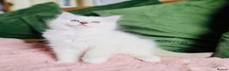 Ragdoll cats for sale: 💙 ACTIVE REGISTERED RAGDOL, DNA TESTED PARENTS 💙 - Advert 19