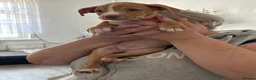Mixed Breed dogs for sale: Lovely puppy’s for sale  in Coventry - Advert 5