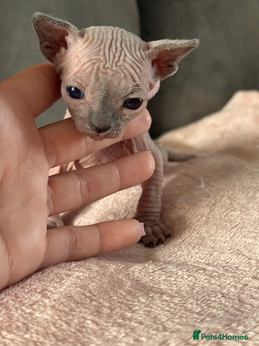 Sphynx cats for sale: TICA REGISTERED CANADIAN Elf Sphynx 1 kitten left  - Image 23