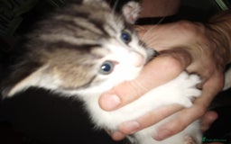 Mixed Breed cats for sale: Kittens for sale  - Image 31