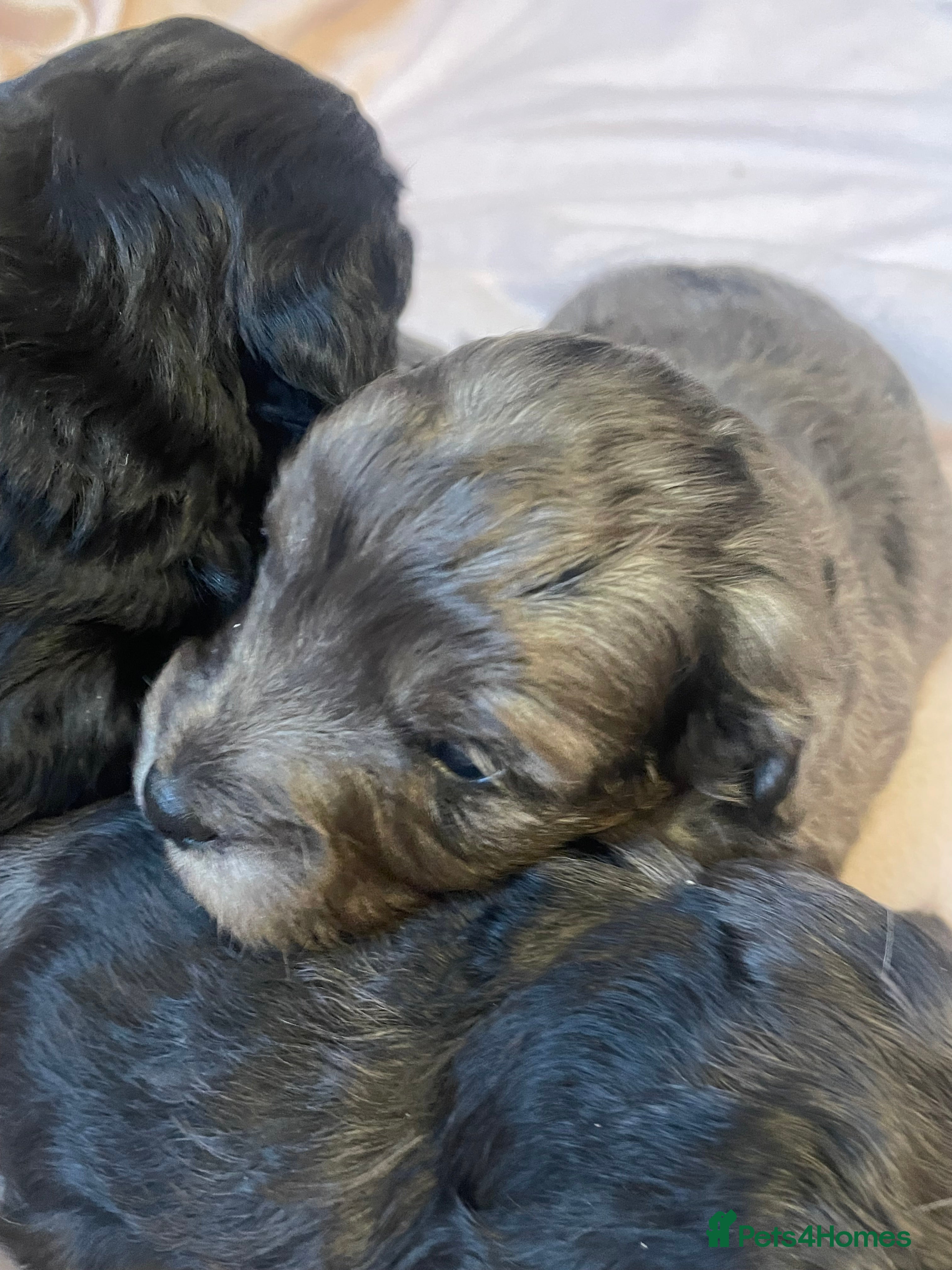 Cockapoo dogs 4 Toy cocker poos  - Advert 3