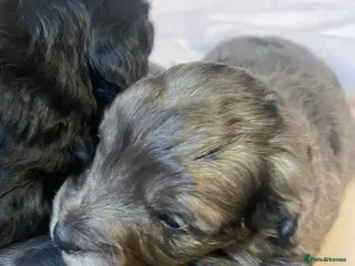 Cockapoo dogs 4 Toy cocker poos - Advert 3