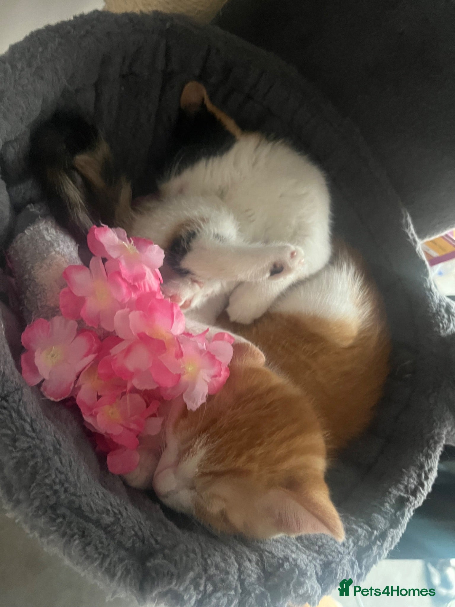 Mixed Breed cats Cutest Ginger and Calico Kittens Available 💕 - Advert 15