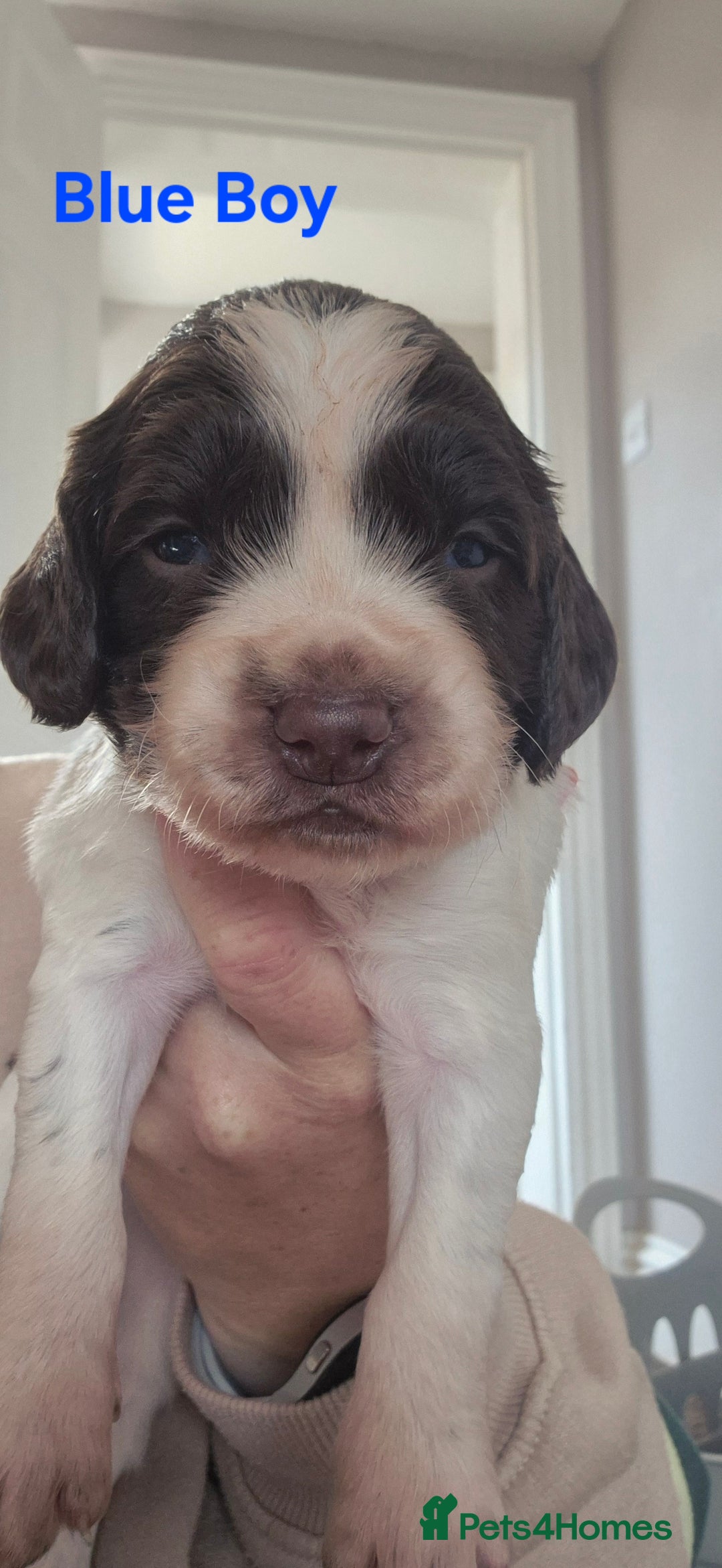 English Springer Spaniel dogs for sale: English Springer Spaniel Puppies  - Image 17