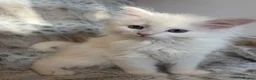 Siberian cats for sale: Siberian Pure Kittens Available  - Advert 13
