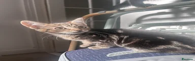 Bengal Kitten 1