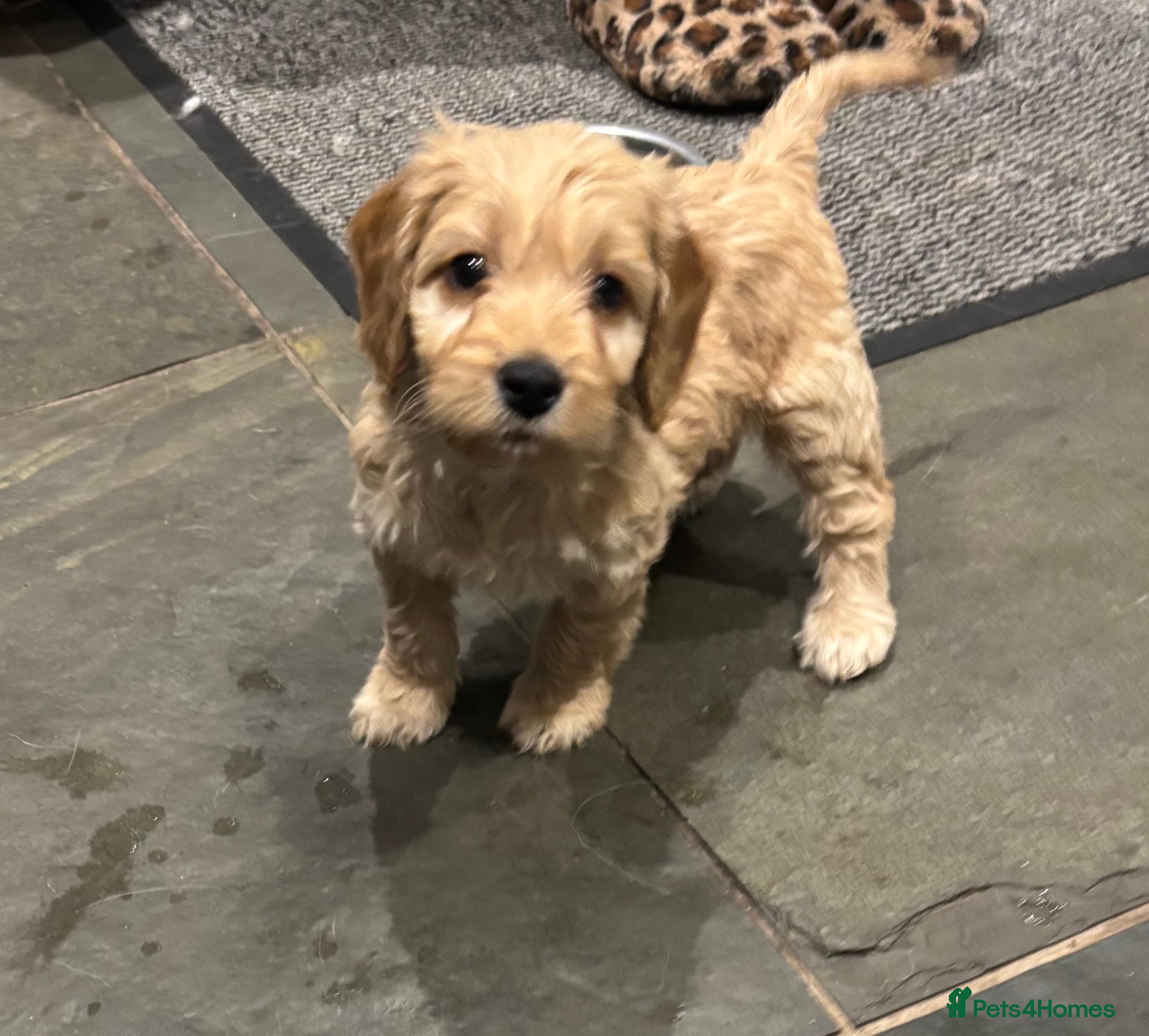 Cockapoo dogs Cockerpoo puppies - Advert 16