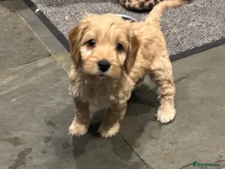 Cockapoo dogs for sale: Cockerpoo puppies - Advert 1