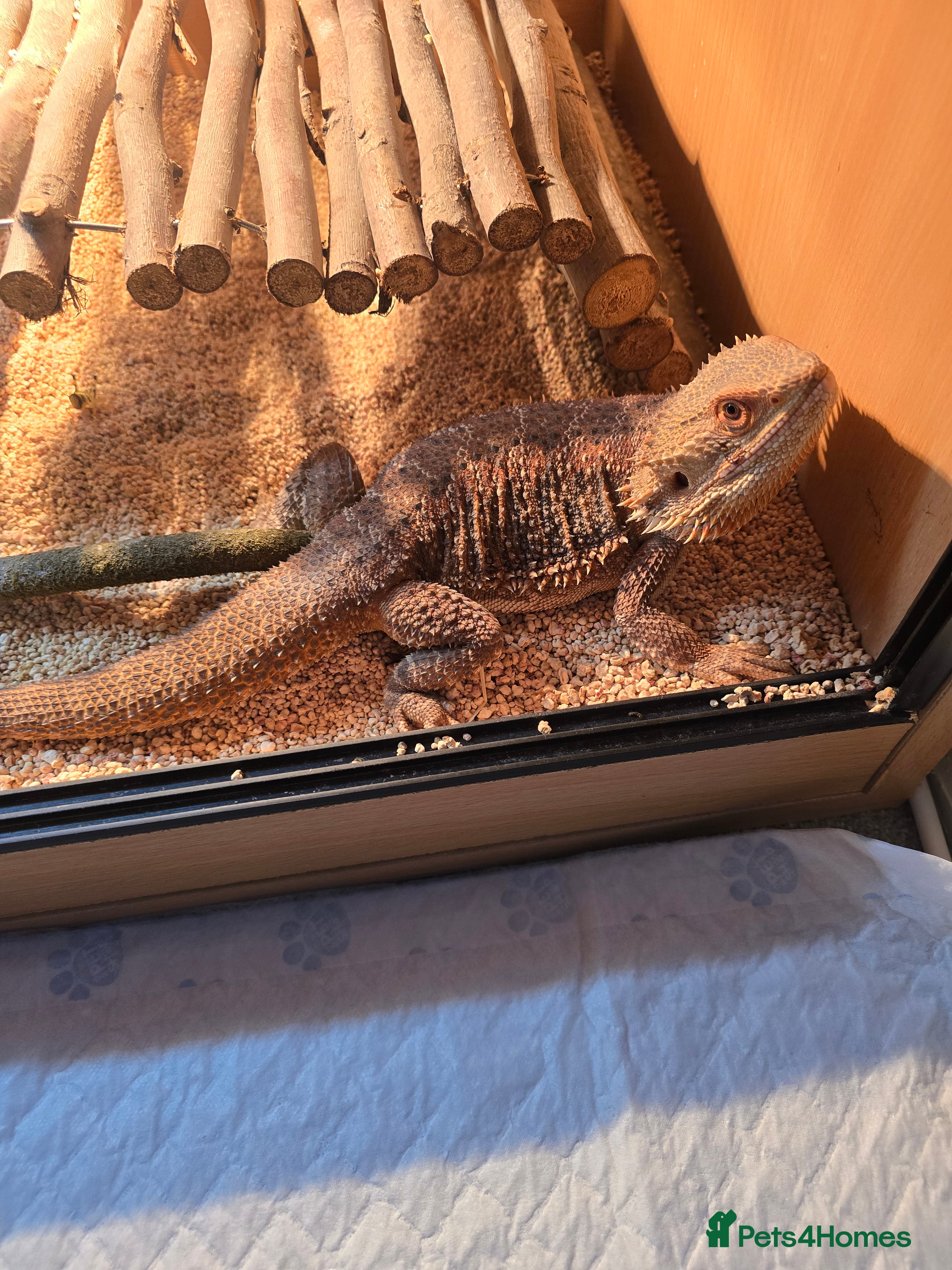 Bearded Dragon reptiles Buddy the bearded dragon  - Advert 1