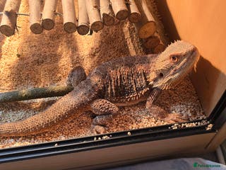 Bearded Dragon reptiles Buddy the bearded dragon - Advert 1