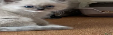 Ragdoll 1
