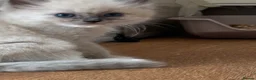 Ragdoll cats for sale: Registered pedigree cherubim Ragdolls - Advert 11