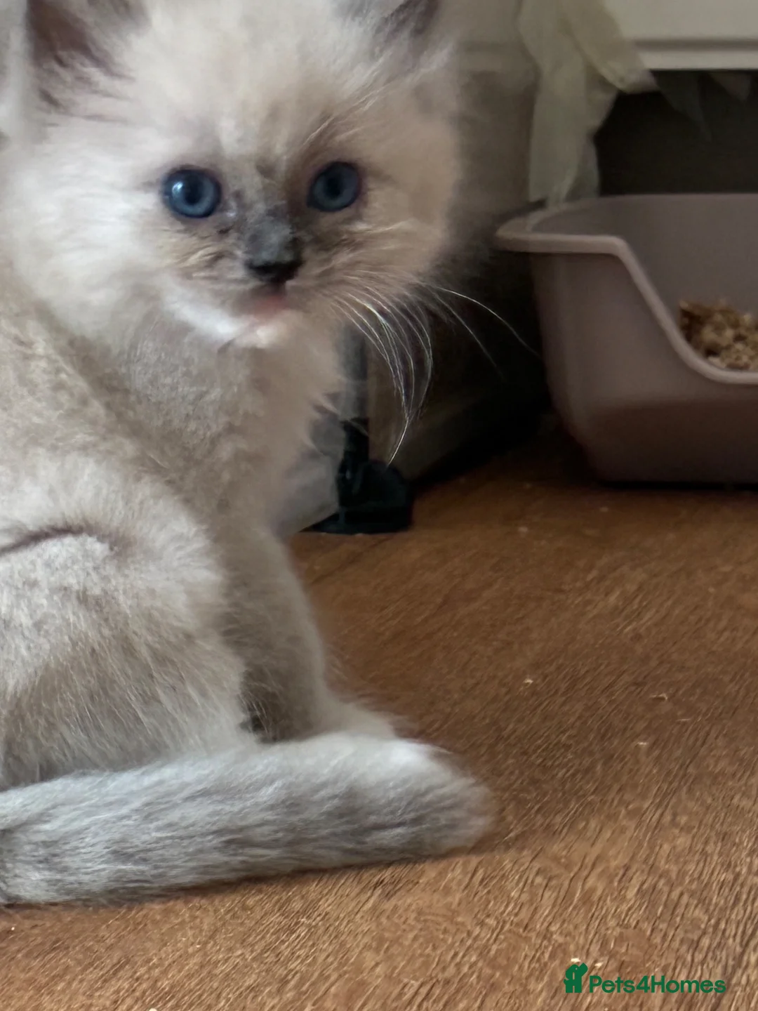 Ragdoll cats for sale: Registered pedigree cherubim Ragdolls - Advert 11