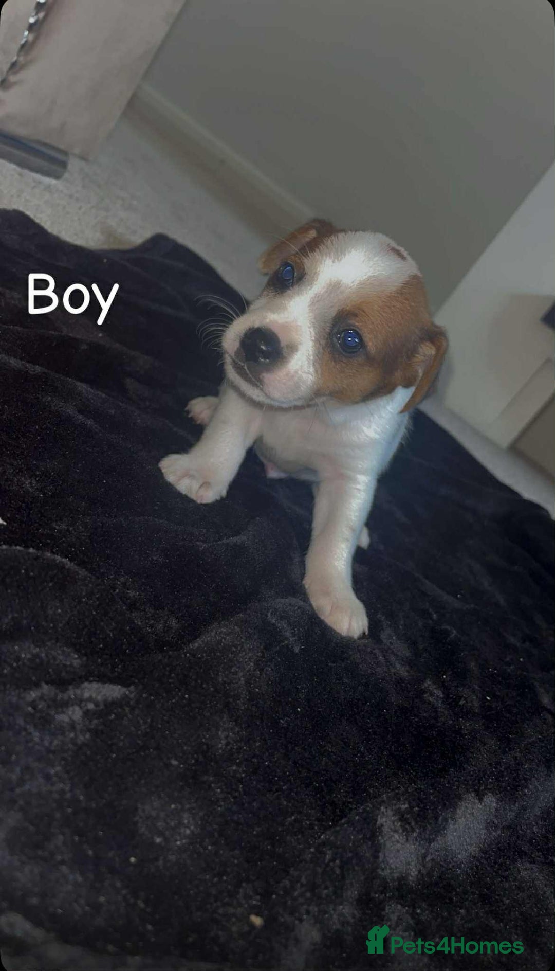 Jack Russell dogs for sale: Puppies  - Image 4
