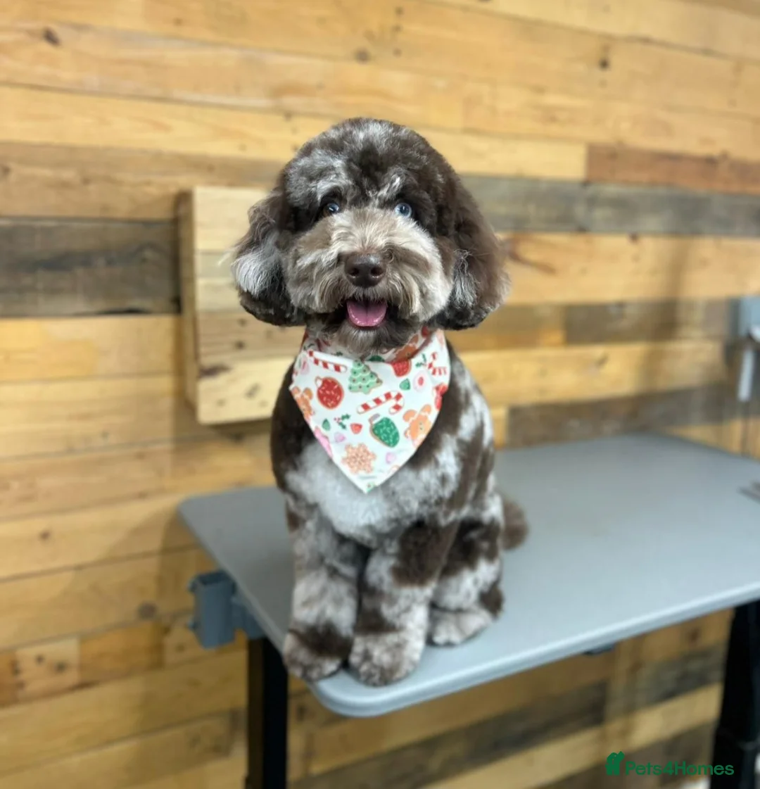 Australian Labradoodle dogs for sale: Australian labradoodles  - Advert 6