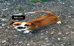 Mixed Breed dogs for sale: Jack Russell puppies ready to leave  - Image 8