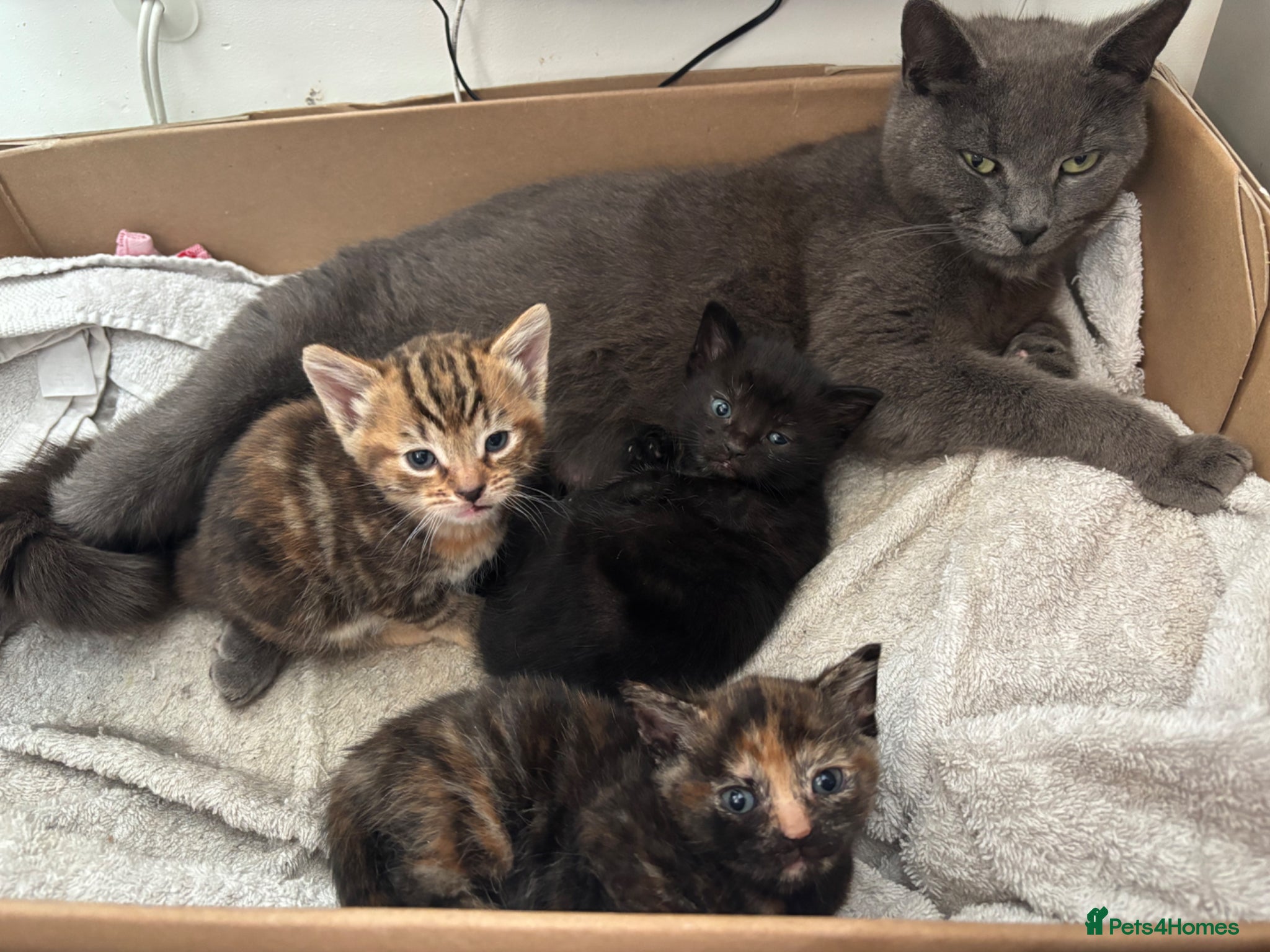 Mixed Breed cats Russian blue x American shorthair  - Advert 1