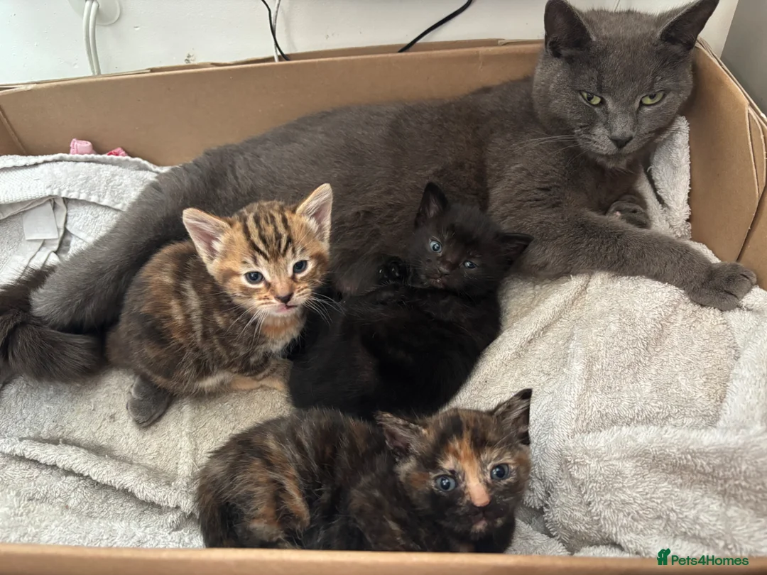 Mixed Breed cats for sale: Russian blue x American shorthair  - Advert 1