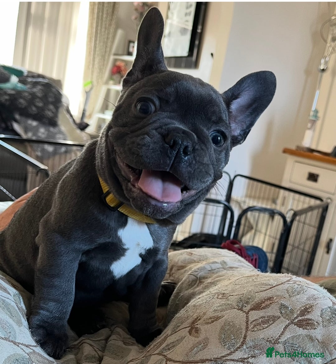 French Bulldog dogs for sale: Fabulous Frenchies ❤️ - Image 11