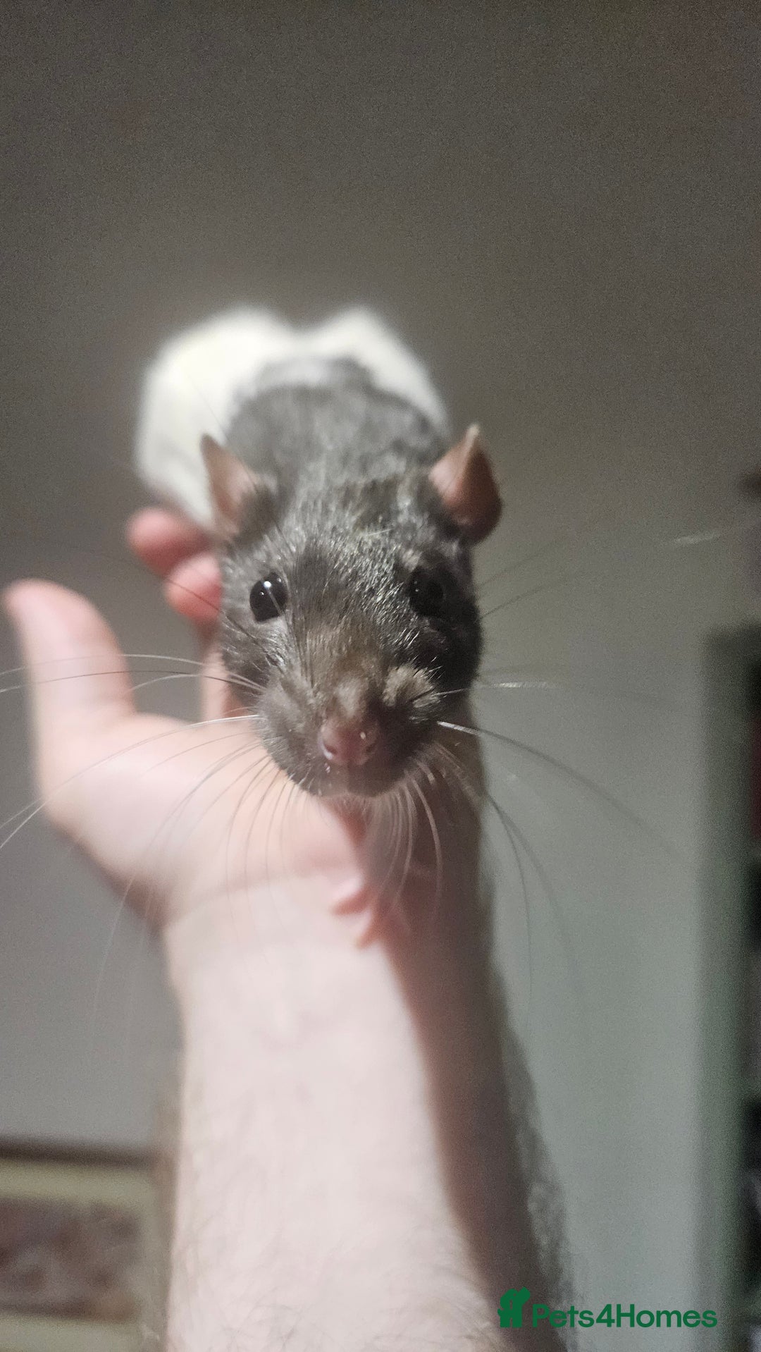 Rat rodents for sale: FREE DUMBO RATS + CAGE - Image 10