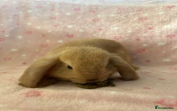 Mini Lop rabbits for sale: Pure Breed Mini Lop baby bunnies ready 1st Aug - Image 16
