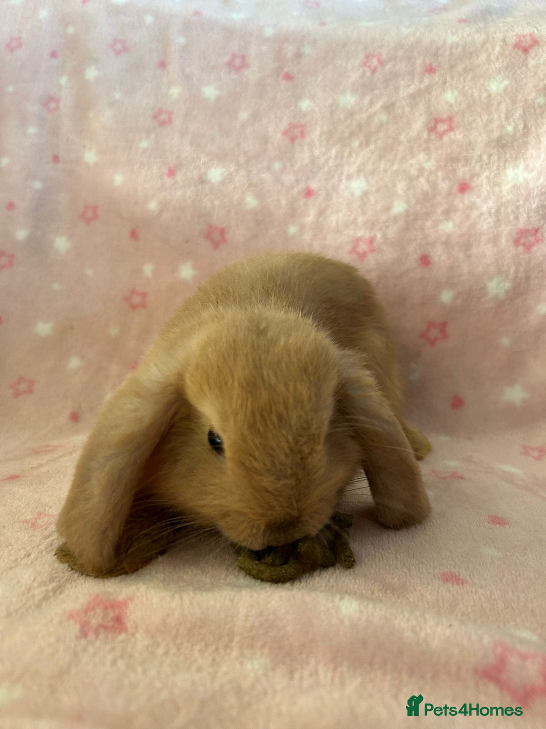 Mini Lop rabbits for sale: Pure Breed Mini Lop baby bunnies ready 1st Aug - Image 16
