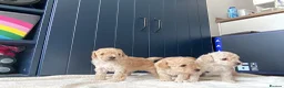 Toy Poodle dogs for sale: KC registered Toy Poodles - Advert 7