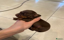 Miniature Dachshund dogs for sale: Beautiful miniature Dachshund puppies ❤️  - Image 6