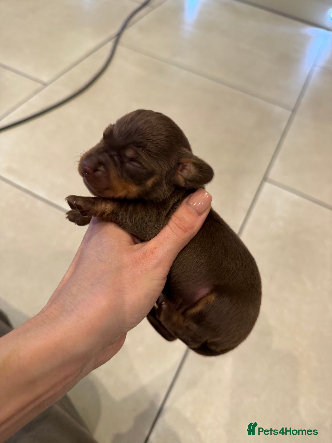 Miniature Dachshund dogs for sale: Beautiful miniature Dachshund puppies ❤️  - Image 6