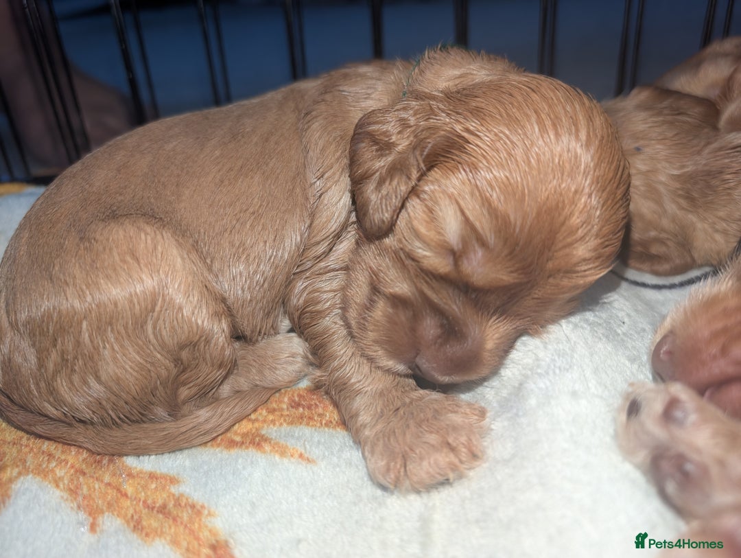 Cocker Spaniel dogs for sale: 🐾pedigree Show cocker spaniel🐾 - Image 13