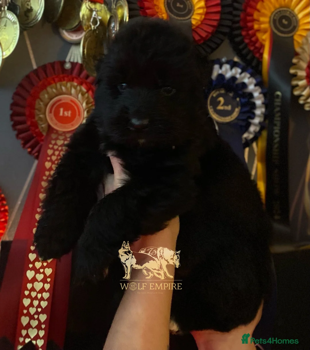 German Shepherd dogs for sale: ⭐️BEAUTIFUL solid black Girl available ⭐️ - Advert 7