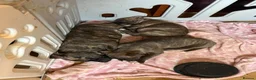 Staffordshire Bull Terrier dogs for sale: 3 beautiful male staff puppies for sale  in Chatham - Advert 4