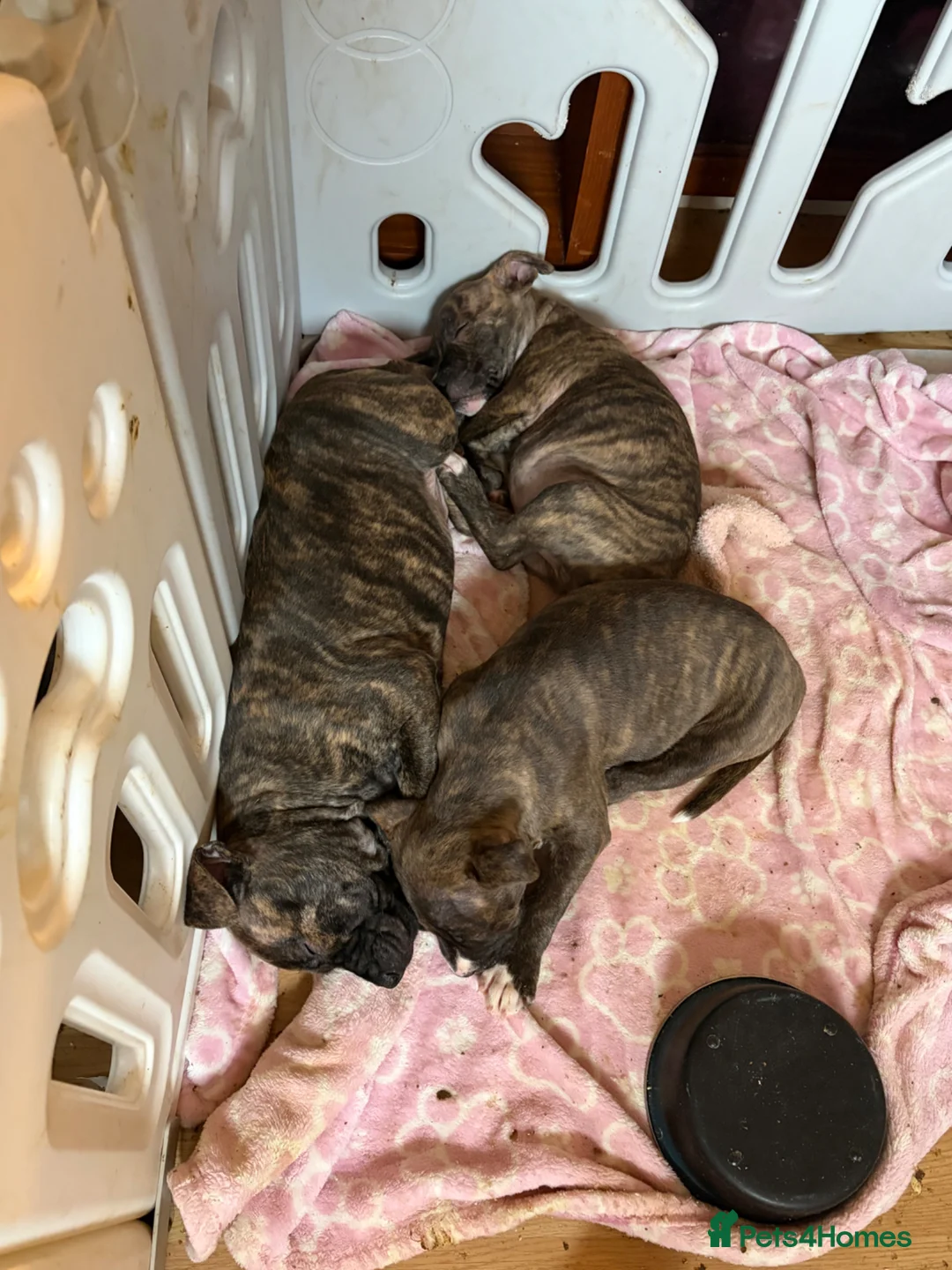 Staffordshire Bull Terrier dogs for sale: 3 beautiful male staff puppies for sale  in Chatham - Advert 4
