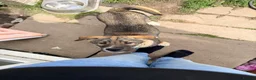 Siberian Husky dogs for sale: One Beautiful Male Husky puppy  in Nelson - Advert 2