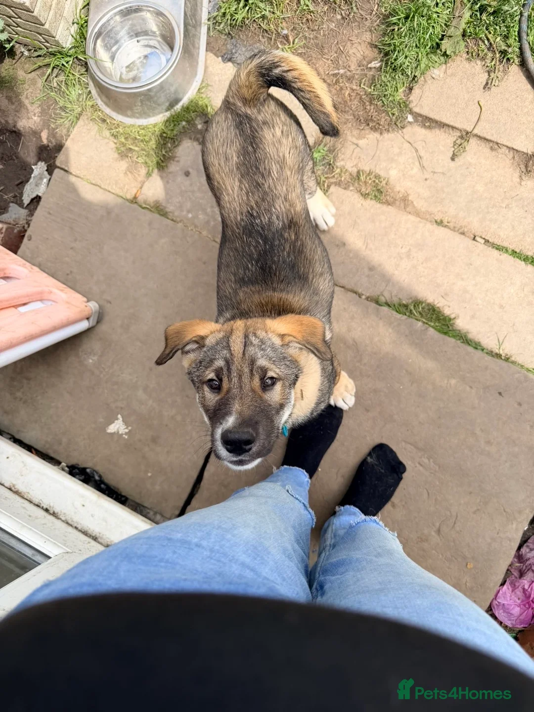 Siberian Husky dogs for sale: One Beautiful Male Husky puppy  in Nelson - Advert 2