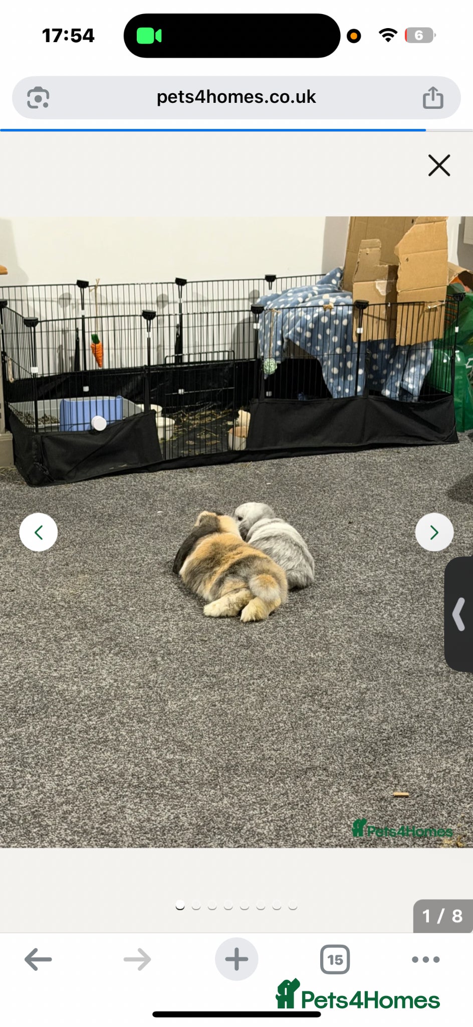 Mini Lop rabbits X2 mini lops for rehoming - Advert 1