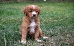 Nova Scotia Duck Tolling Retriever dogs for sale: FEMALE NSTD PUPPY BRED BY VET - Image 1