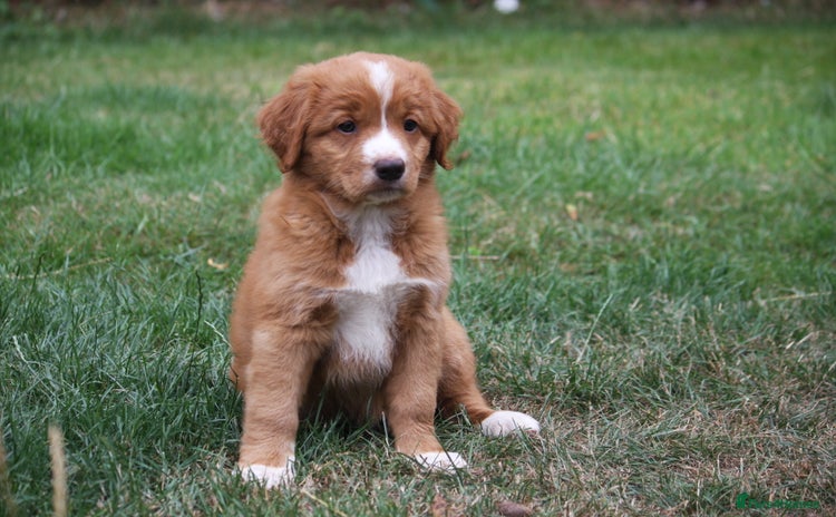 Nova Scotia Duck Tolling Retriever dogs - Advert 2