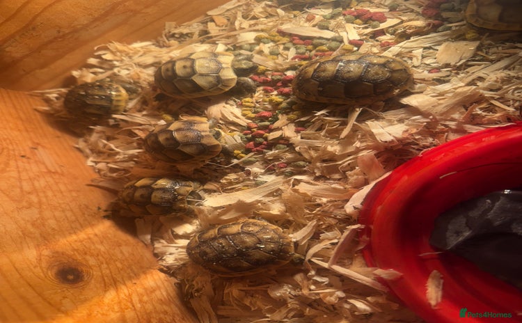Tortoise reptiles - Advert 9