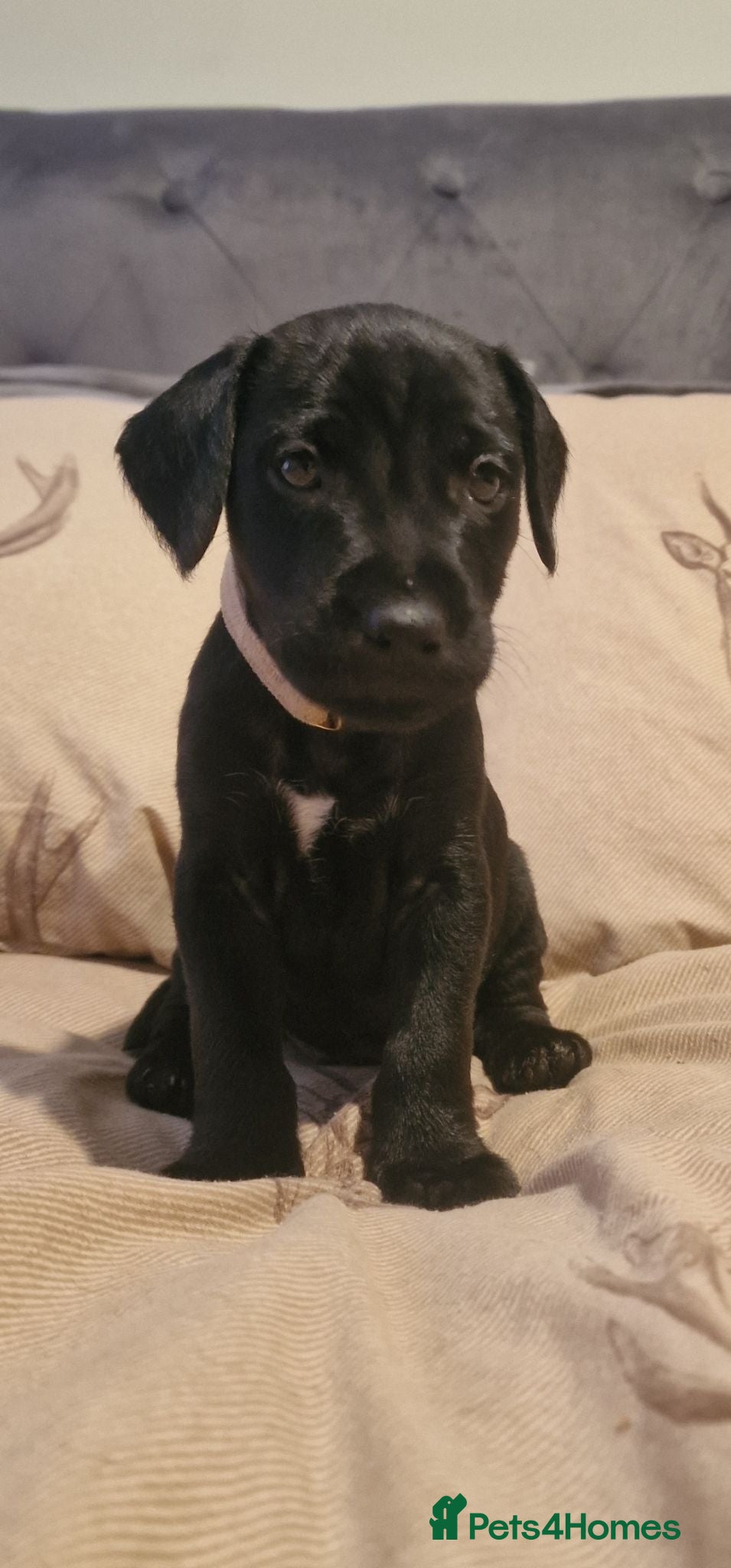Patterdale Terrier dogs Last boy available ❤️  - Advert 13